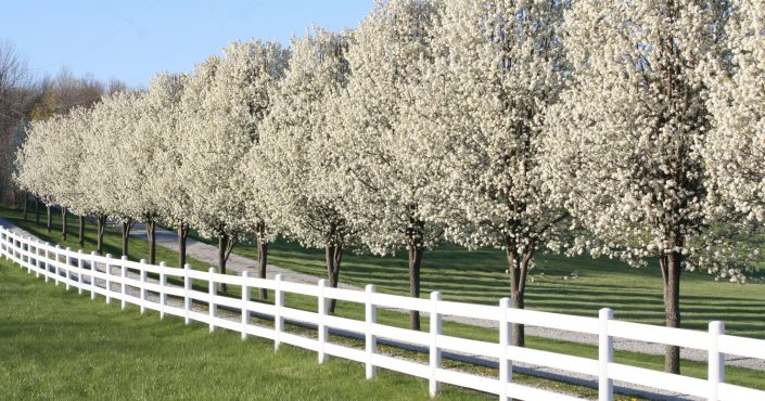 Pear Trees in Tulsa Pear trees along a white picket fence